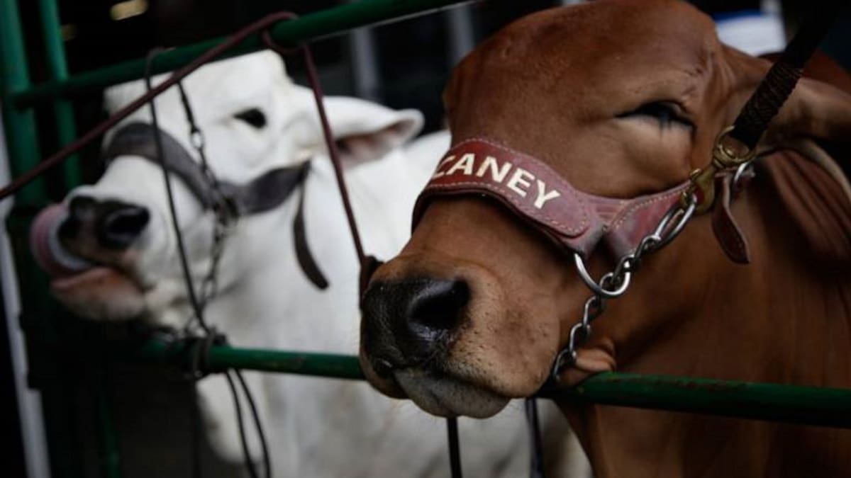 En el Quindío esperan vacunar a 89.000 animales contra la fiebre aftosa