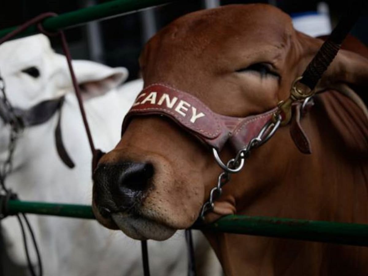 En el Quindío esperan vacunar a 89.000 animales contra la fiebre aftosa