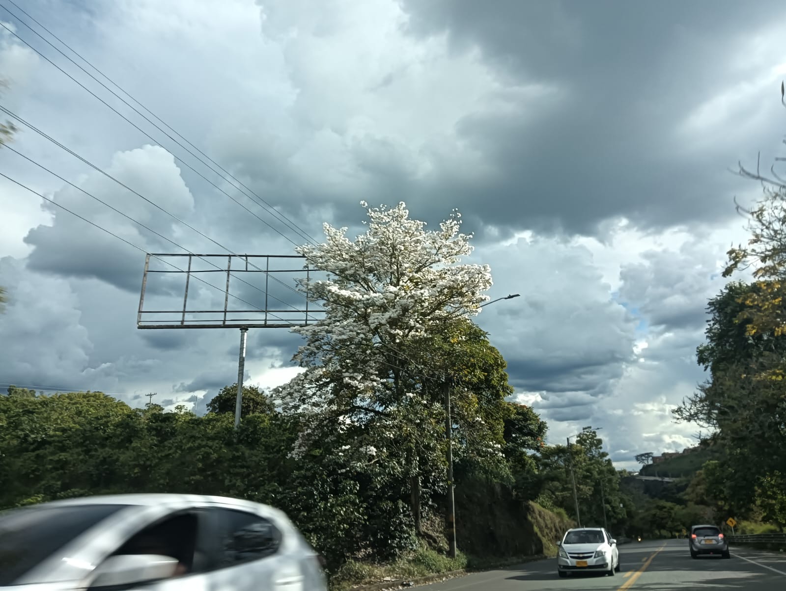 Un hermoso árbol florecido en las vías del Quindío. Foto: Adrián Trejos
