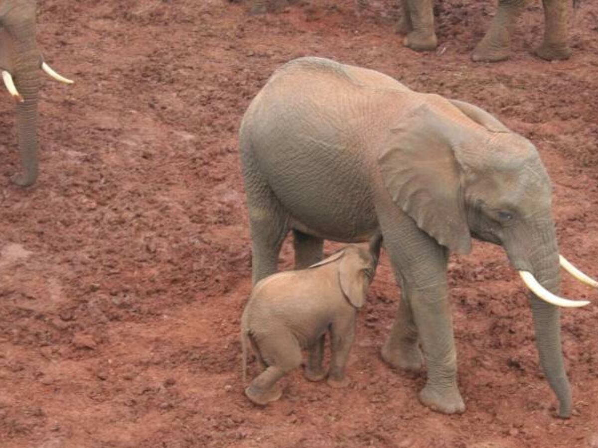 Elefante mata turista alemana en un parque natural