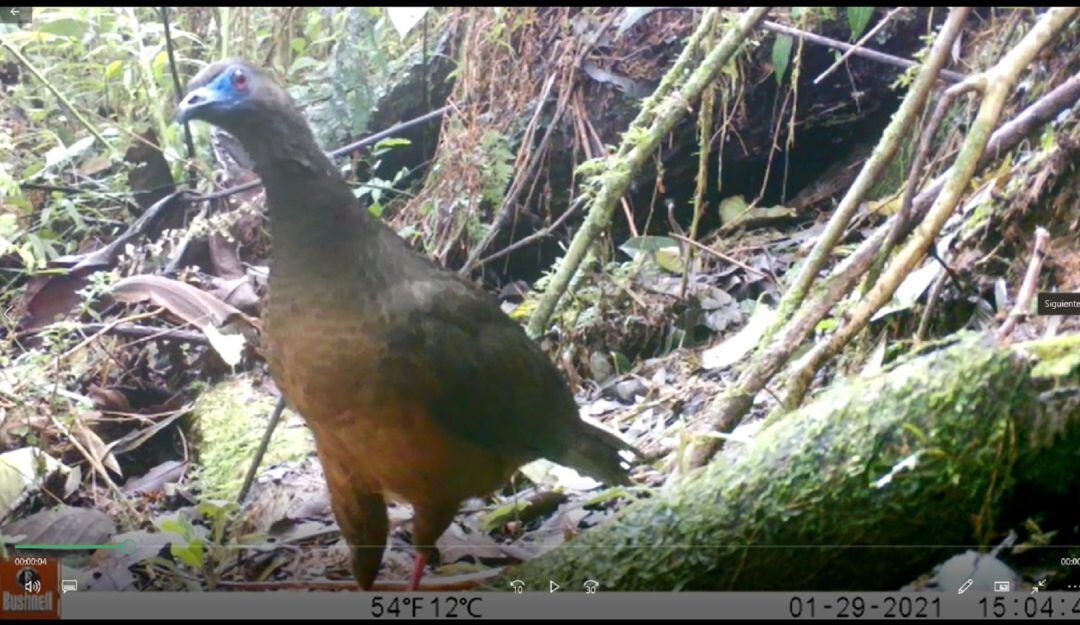 Grupo de monitoreo contribuyen con el inventario de aves que tiene el departamento del Huila.