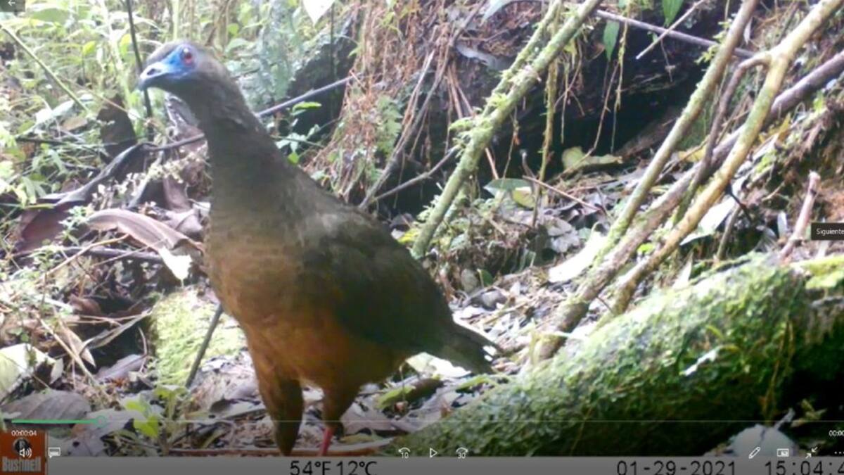 En el Huila grupo de monitoreo con cámaras trampas protegen avifauna