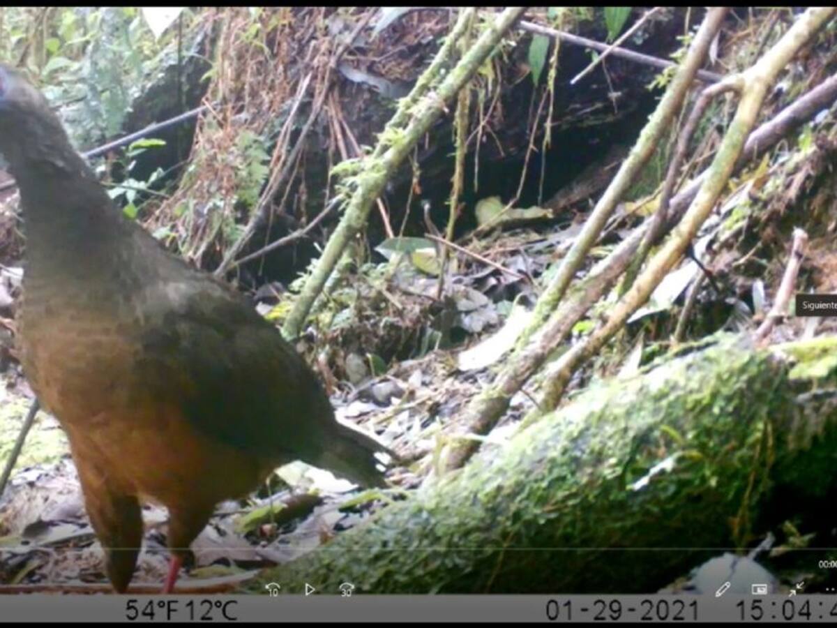 En el Huila grupo de monitoreo con cámaras trampas protegen avifauna
