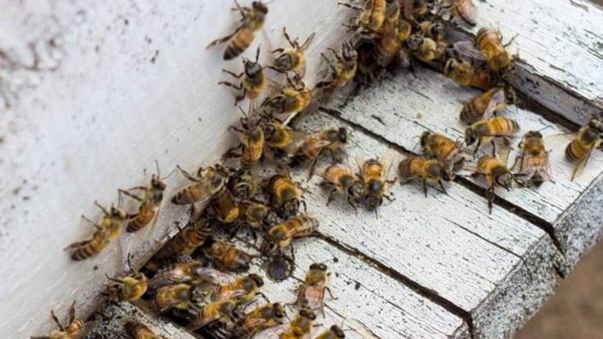 ¿Son peligrosas las abejas?