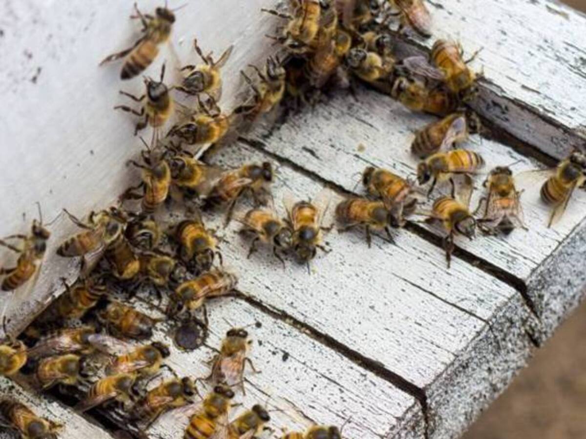 A las abejas no les tenga miedo, sino respeto. Mejor protéjalas