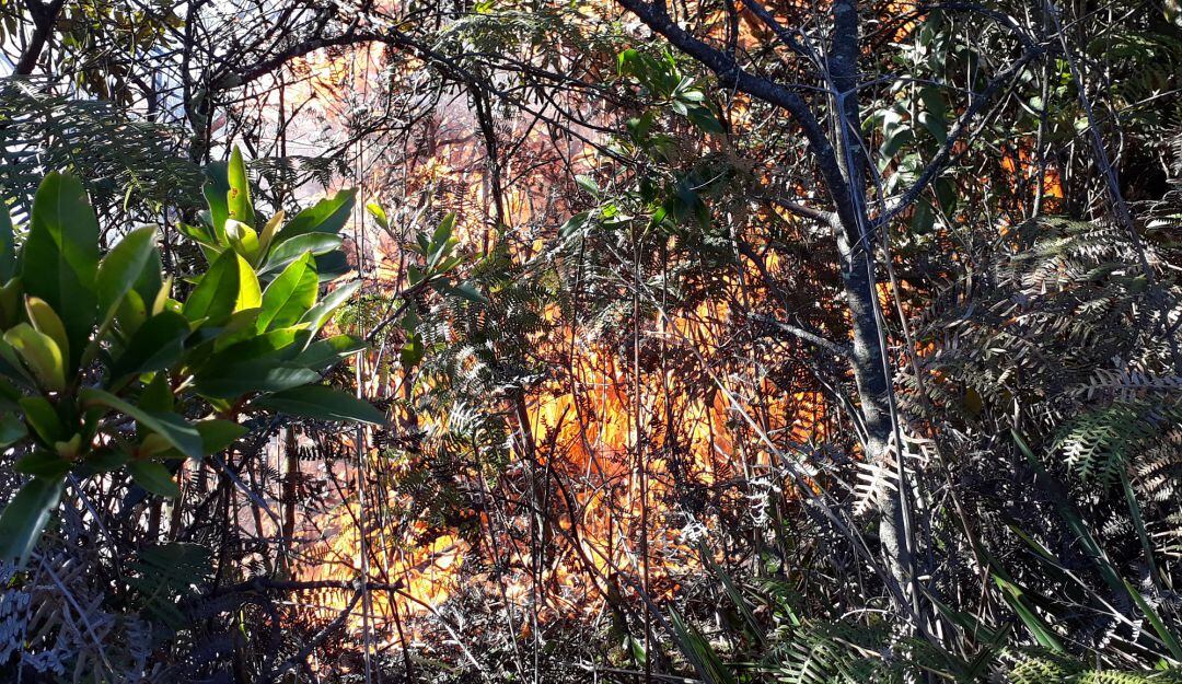 Imagen de referencia