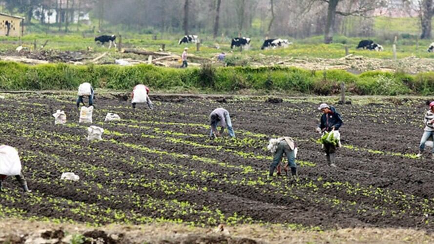 Agro Colombiano. Foto: Colprensa
