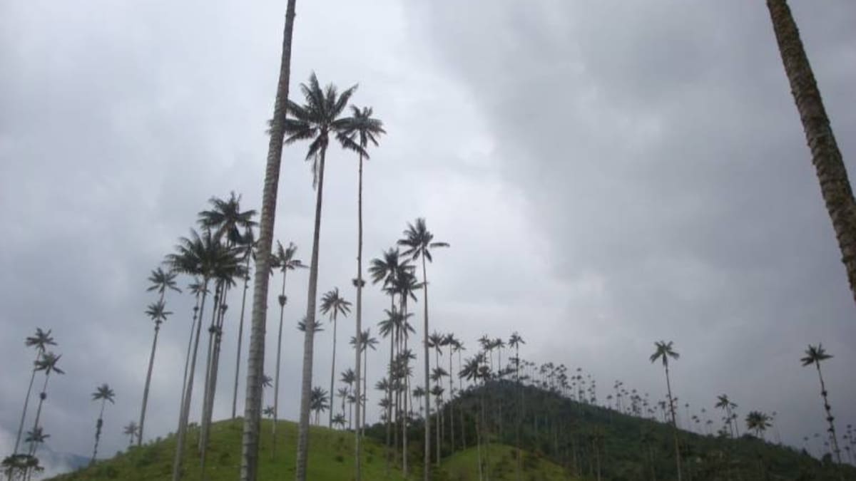 CRQ ha sembrado 23mil palmas de cera en el departamento del Quindío