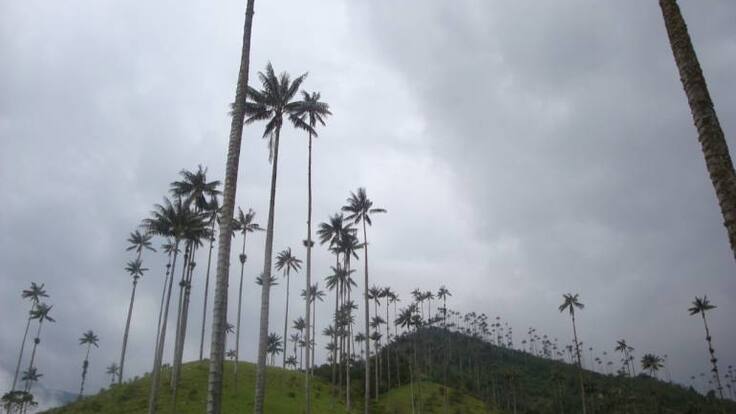 CRQ ha sembrado 23mil palmas de cera en el departamento del Quindío