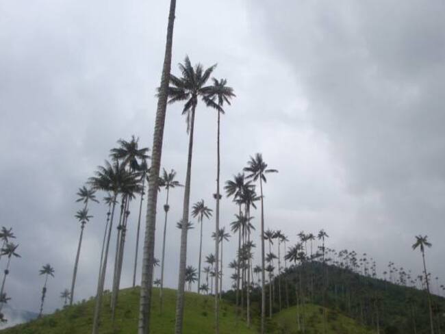 CRQ  ha sembrado 23mil palmas de cera en el departamento del Quindío
