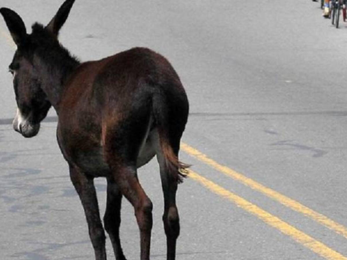 Por la mordedura de un burro un campesino perdió un testículo en San Pelayo