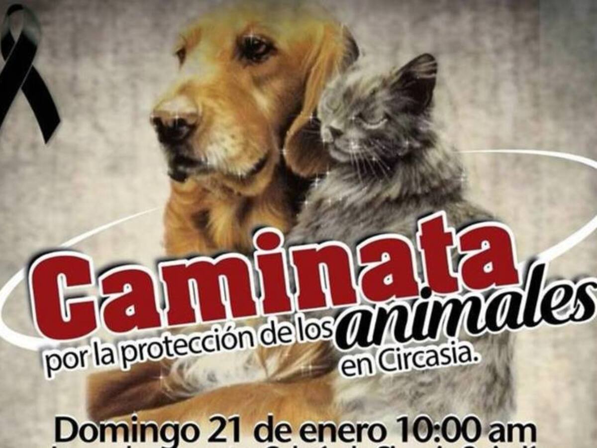 Polémica por denuncias sobre presunto maltrato animal en Circasia, Quindío, animalistas convocaron a marchas