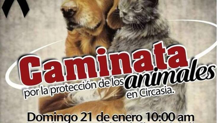 Polémica por denuncias sobre presunto maltrato animal en Circasia, Quindío, animalistas convocaron a marchas