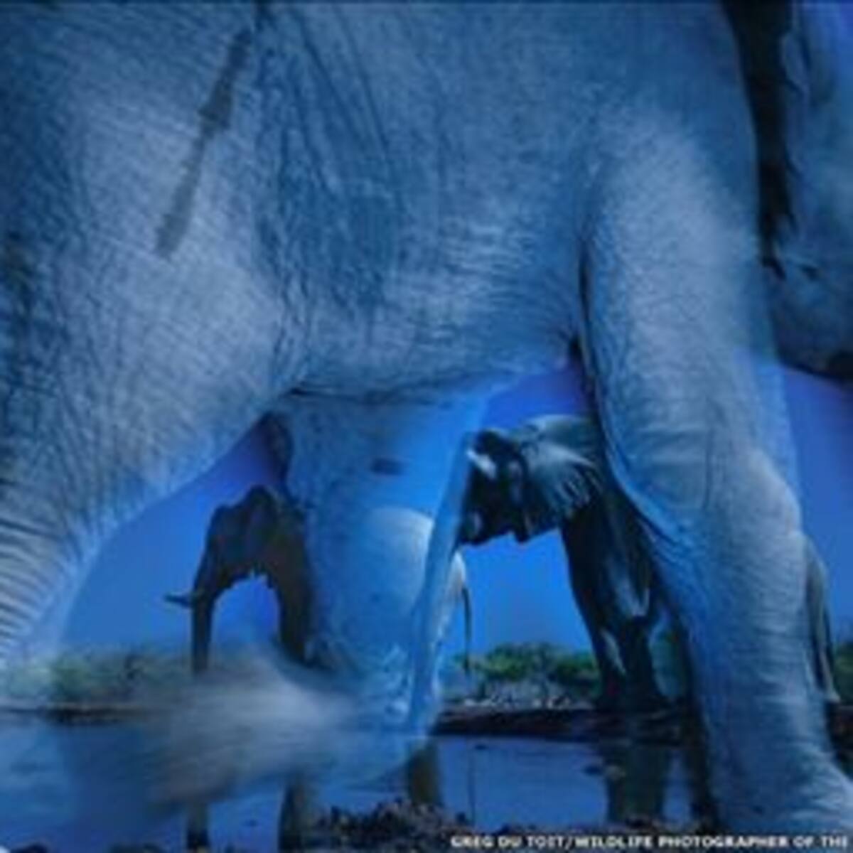 En fotos: las mejores imágenes de la vida silvestre de 2013