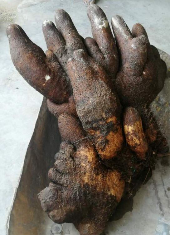 gigantesco ñame en Polonuevo