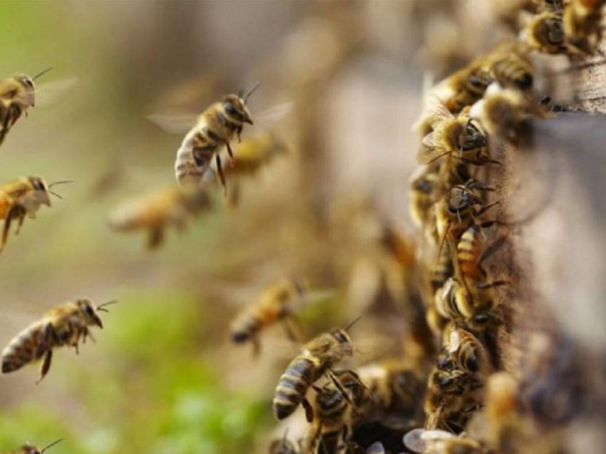 Adulto mayor muere tras ser atacado por abejas africanas en Suan, Atlántico