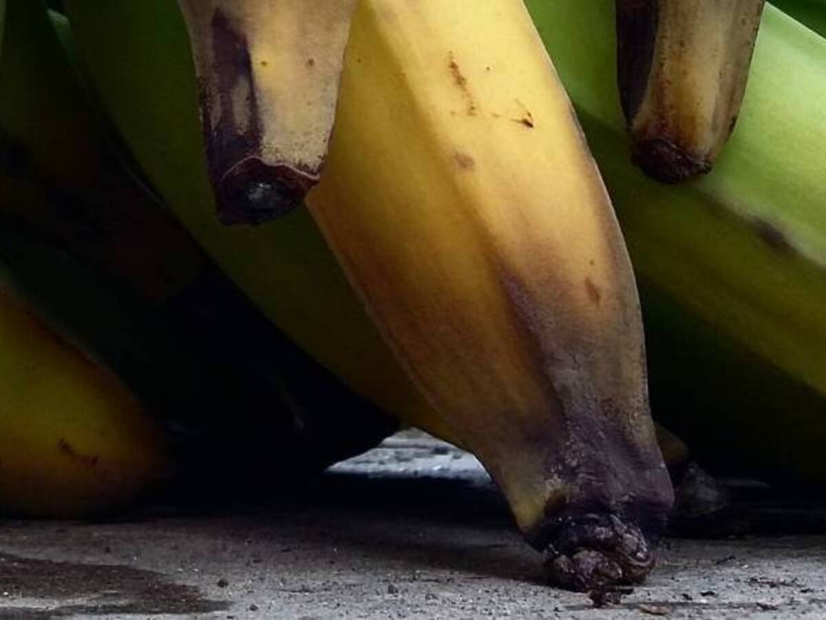 En un 30% se ha afectado la producción de plátano en el país debido al clima