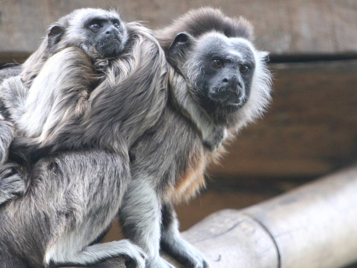 400 animales del zoológico de Cafam tienen garantizada asistencia