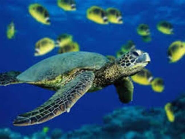 Crece el misterio en Nicaragua por ausencia de tortugas marinas para anidar