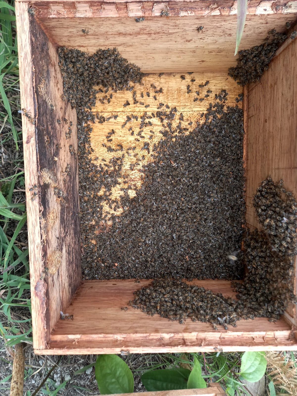 Mueren mas de 150000 abejas en el Huila.