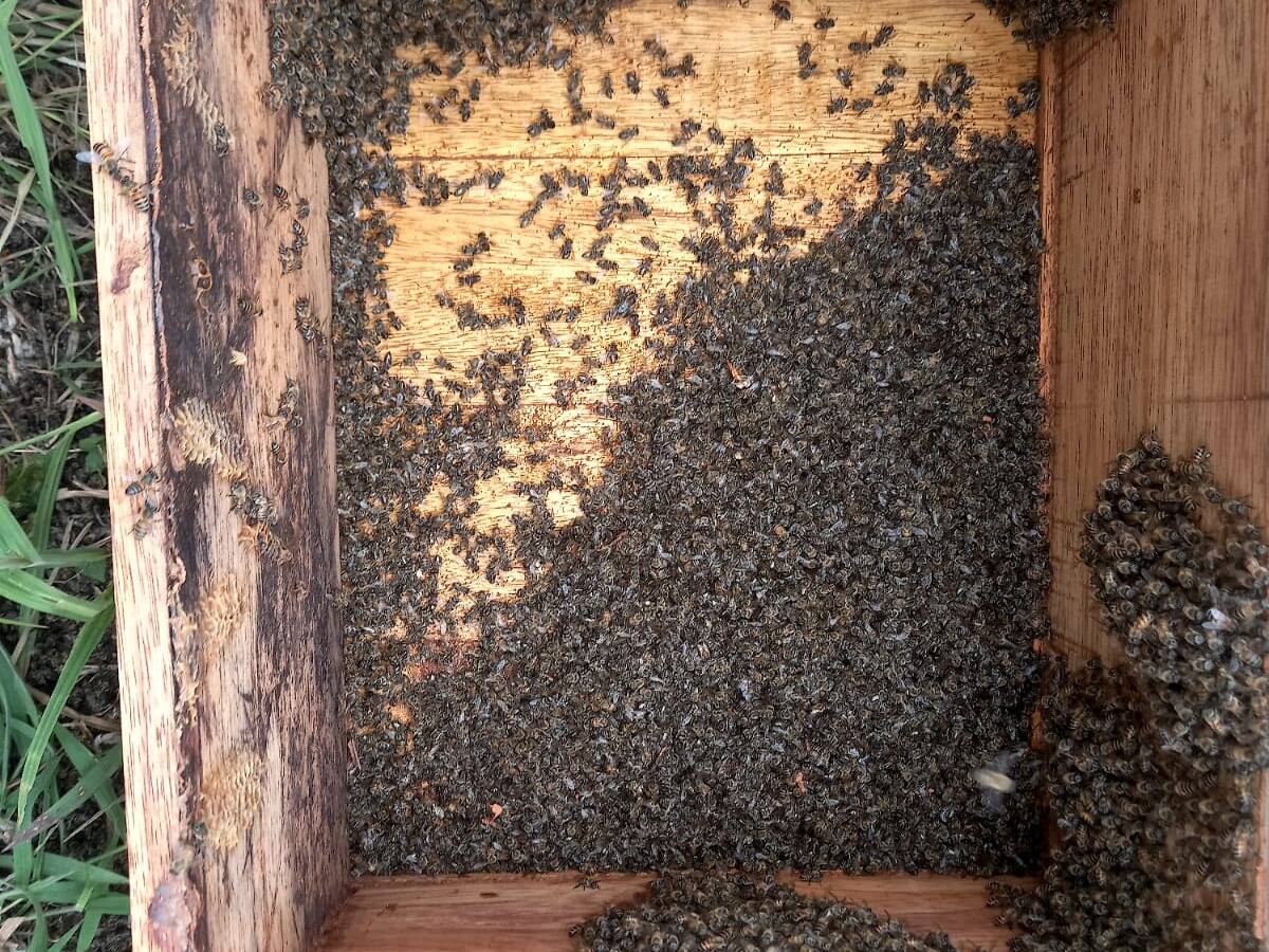 En el Huila se registra mortandad de abejas a causa de insecticidas