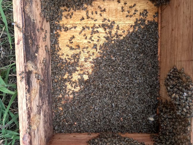 Mueren mas de 150000 abejas en el Huila.