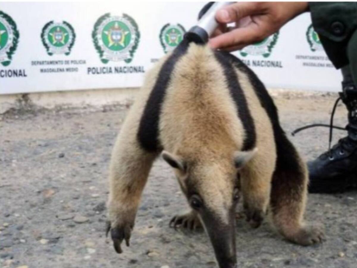 Se buscan los responsables de asesinar un oso hormiguero en Caldas