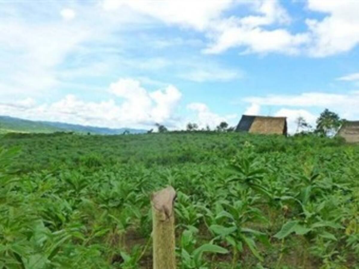 Naciones Unidas, preocupada por asesinato de reclamantes de tierras