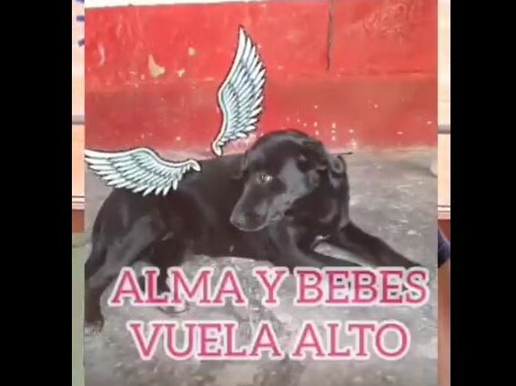 Perrita muerta- foto captura video Denuncias Antioquia