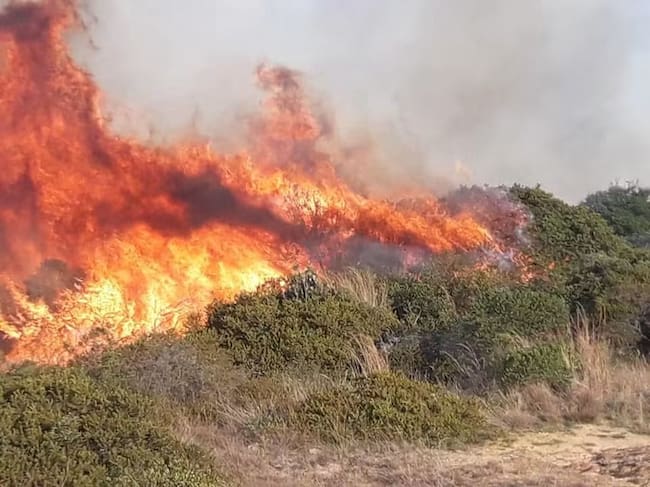 EL incendio forestal habría consumido 8 hectáreas de vegetación nativa.