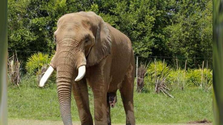 UN ELEFANTE QUE PREDICE LOS PREOLIMPICOS 2020