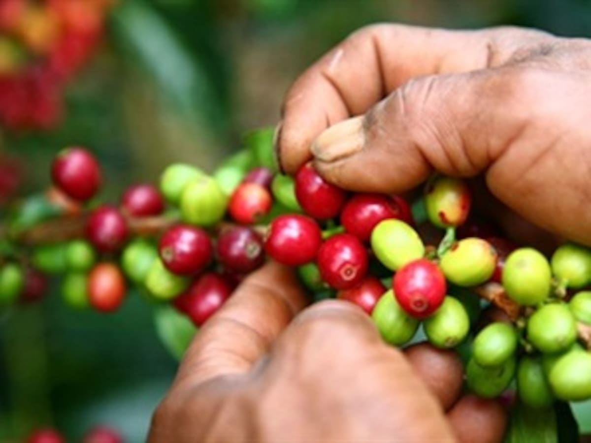 Semana clave para conjurar paro cafetero: Minagricultura