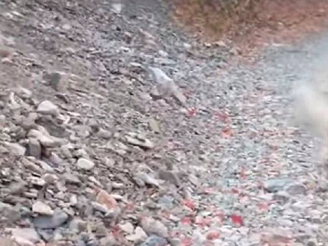 ¡Qué susto! Hombre vio en peligro su vida luego que lo persiguiera un puma