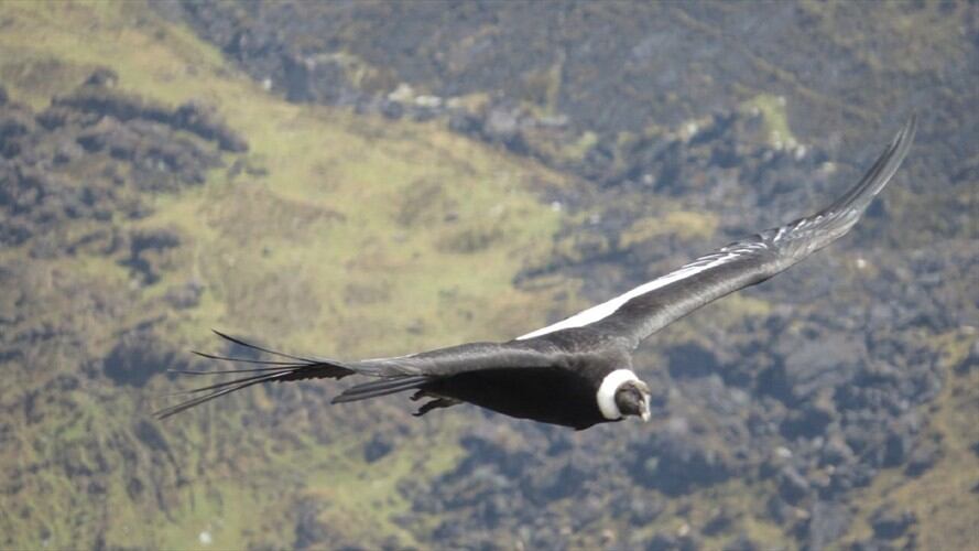 CONDOR PÁRAMO . Foto: cóndor  Fundación Neotropical