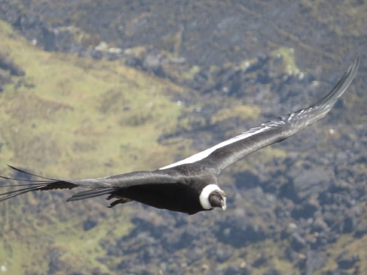 El Cóndor de los Andes está en peligro crítico de extinción