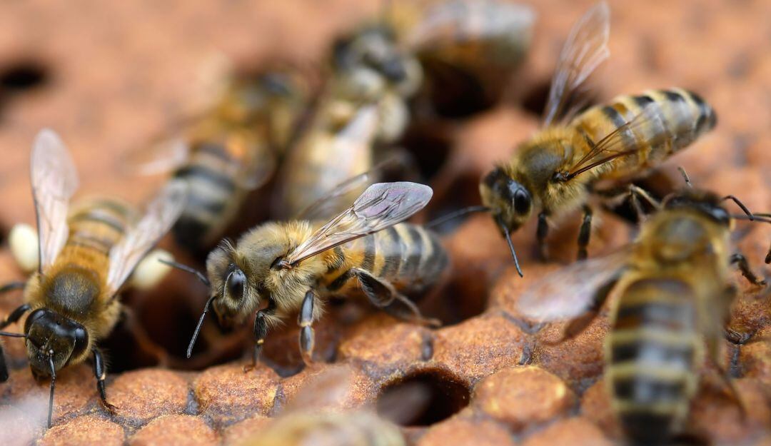 Abejas. Imagen de referencia
