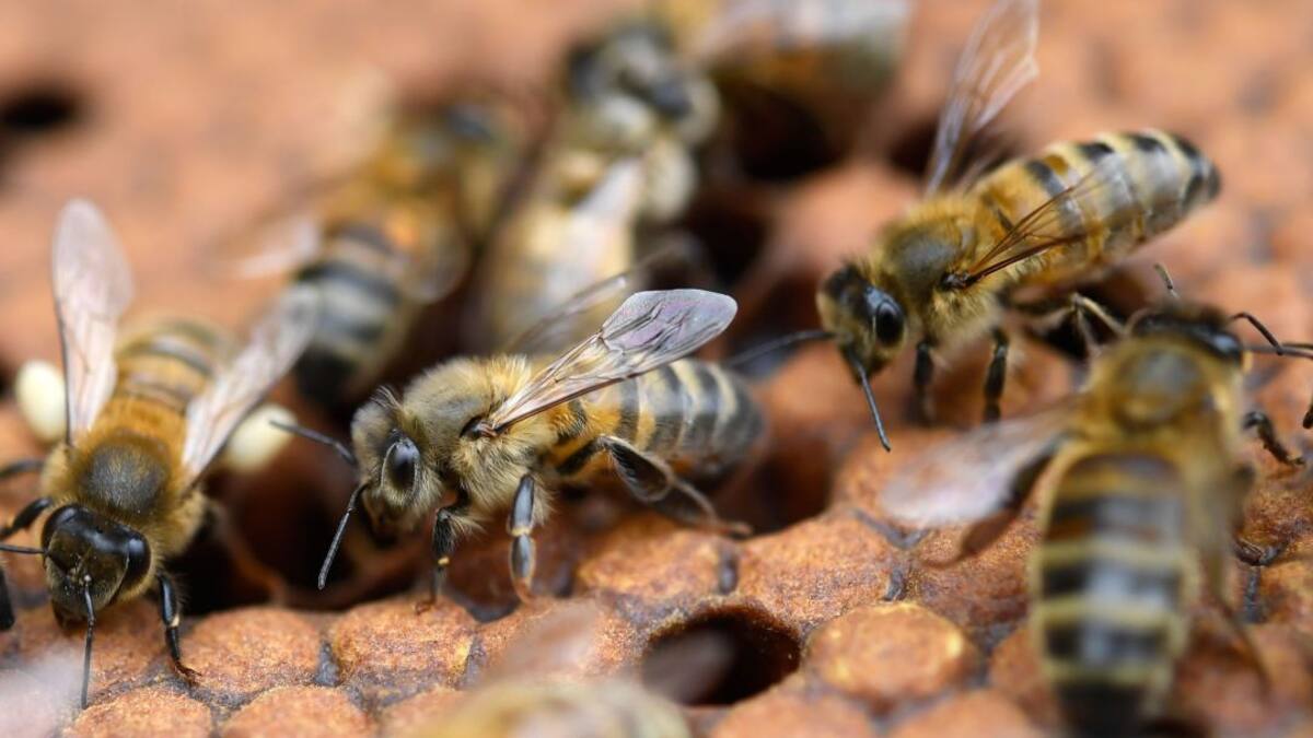 Restauran bosques de la mano con abejas en Cundinamarca