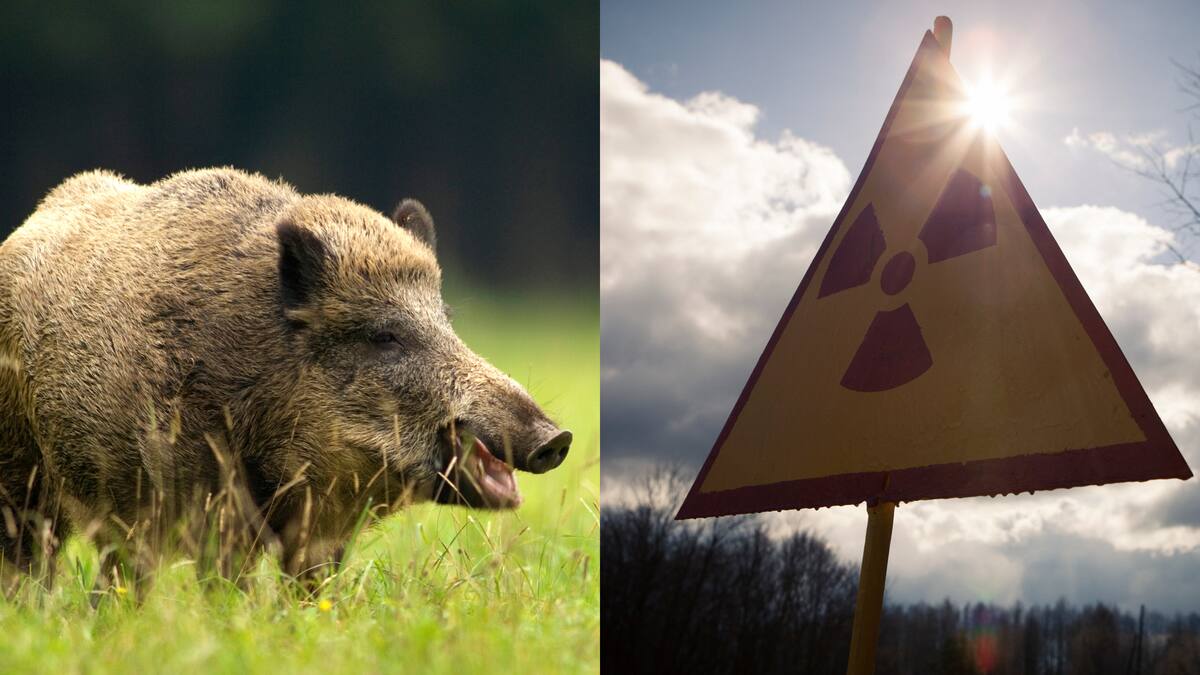 Animales radioactivos: le contamos sobre estas especies y si son peligrosas para los humanos