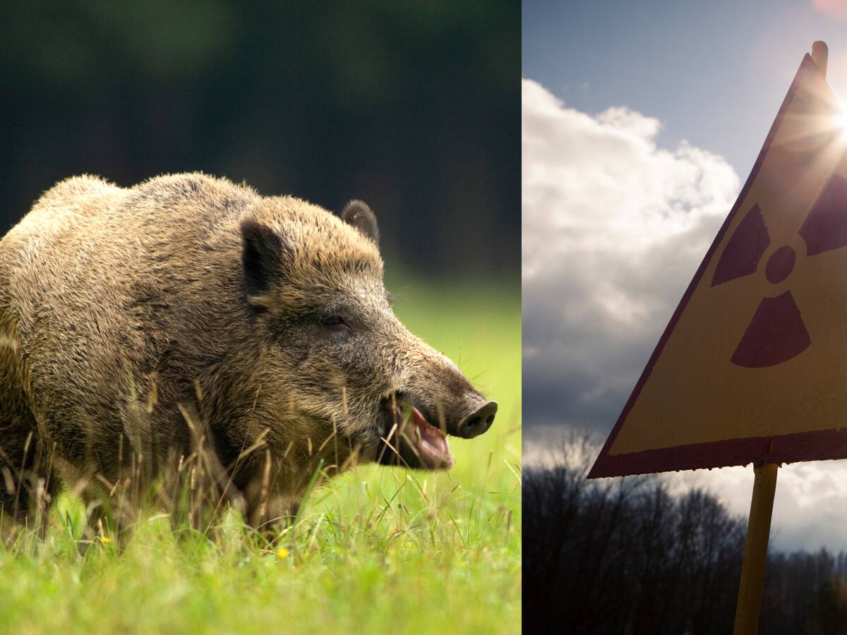 Animales radioactivos: le contamos sobre estas especies y si son peligrosas para los humanos