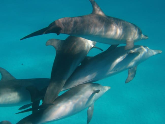 Delfines se adueñan del Bósforo, mientras el coronavirus silencia Estambul