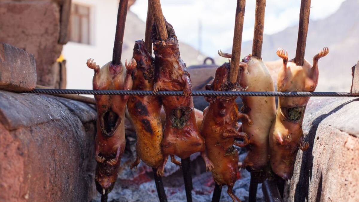 Consuma carne de cuy, es muy nutritiva: productores de Nariño