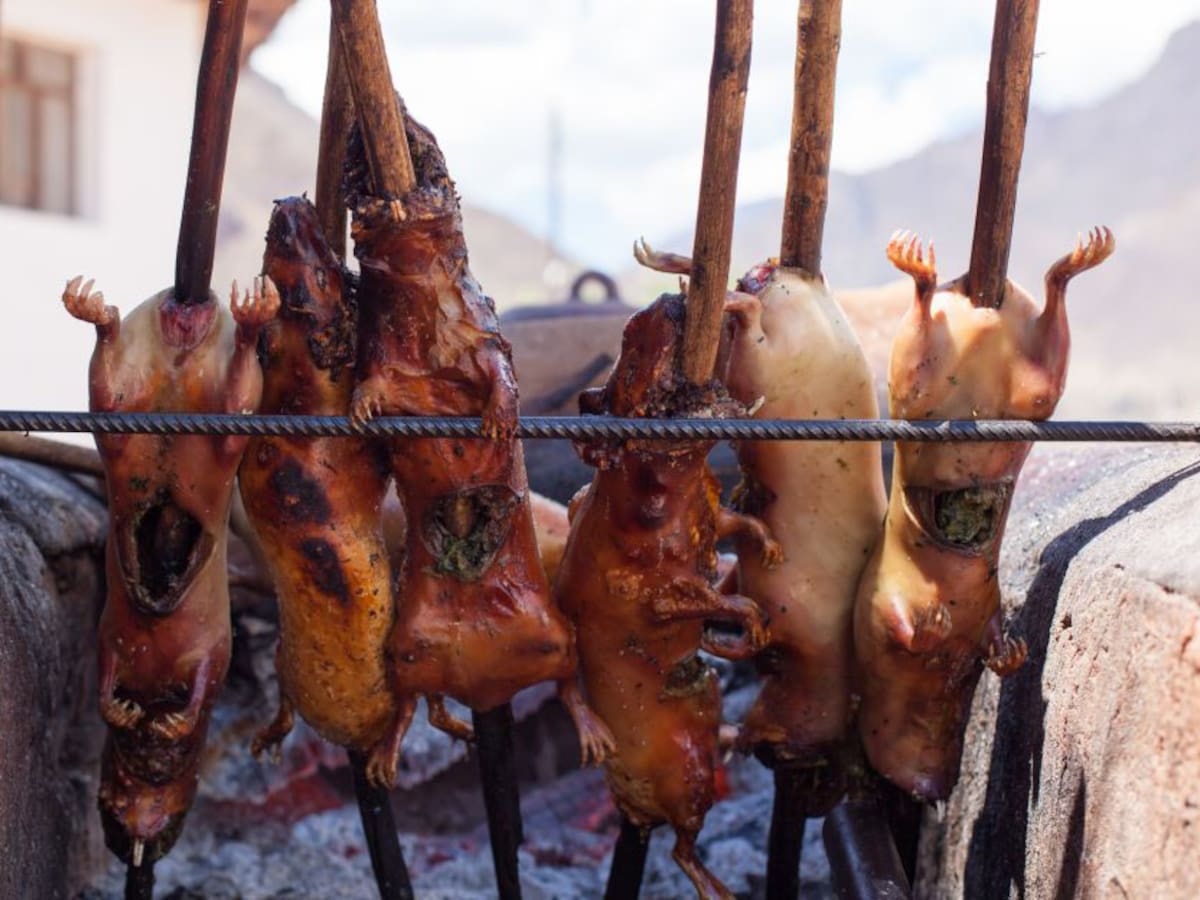 Consuma carne de cuy, es muy nutritiva: productores de Nariño