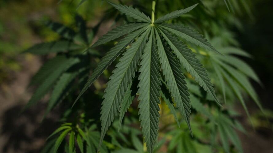 "Este contrato acelera significativamente el plan internacional de investigación y desarrollo de Medcann", indicó la empresa. Foto: Getty Images