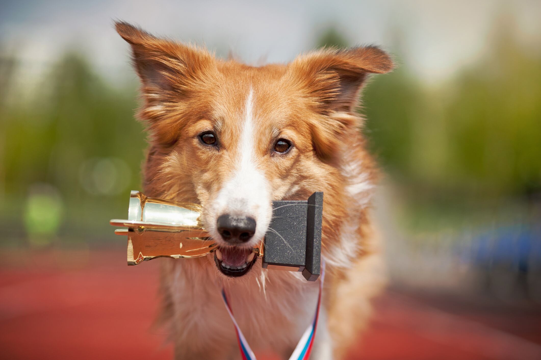 Border Collie llevando un trofeo de metal en el hocico (Getty Images)