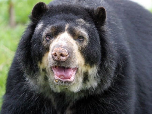 Pérdida de hábitat natural sigue amenazando al oso de anteojos