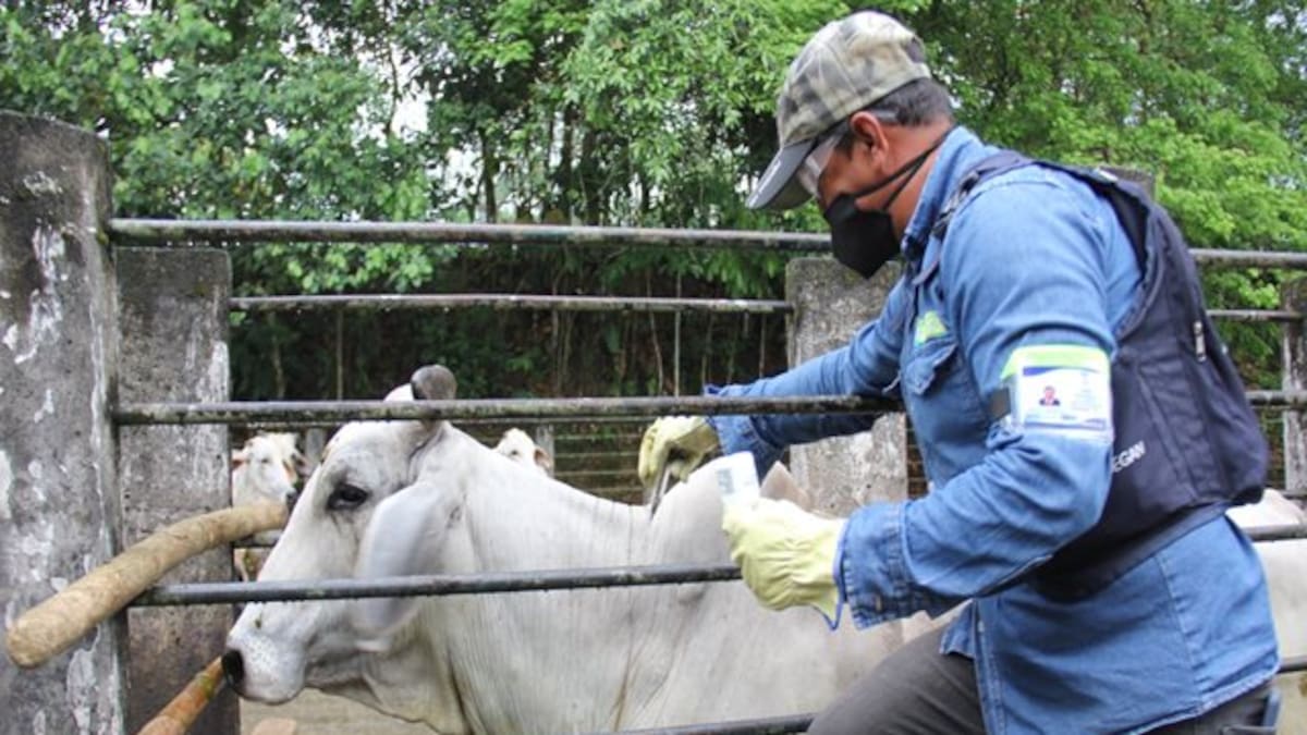 22,9 millones de bovinos y bufalinos ya fueron vacunados contra la fiebre aftosa