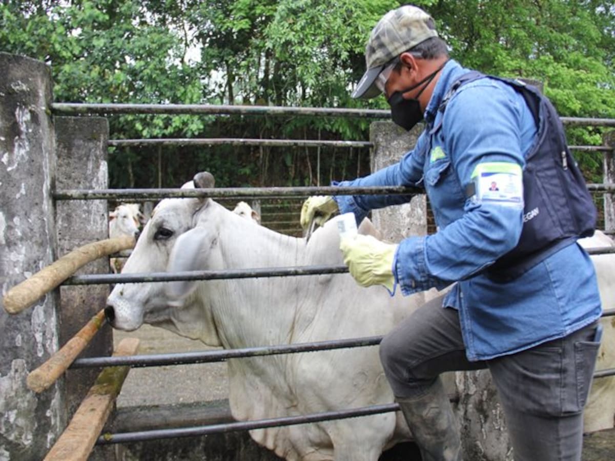 22,9 millones de bovinos y bufalinos ya fueron vacunados contra la fiebre aftosa