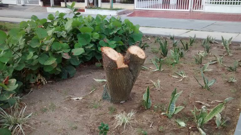 Uno de los árboles talados en el parque Tres Ave María en el barrio Paraíso.