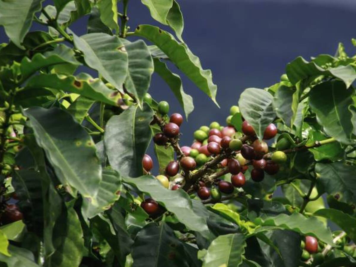 Colombia se consolida en el mundo por sus cafés especiales