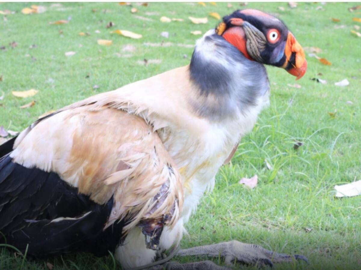 Murió el rey gallinazo, el ave que fue herido por una bala en Santander